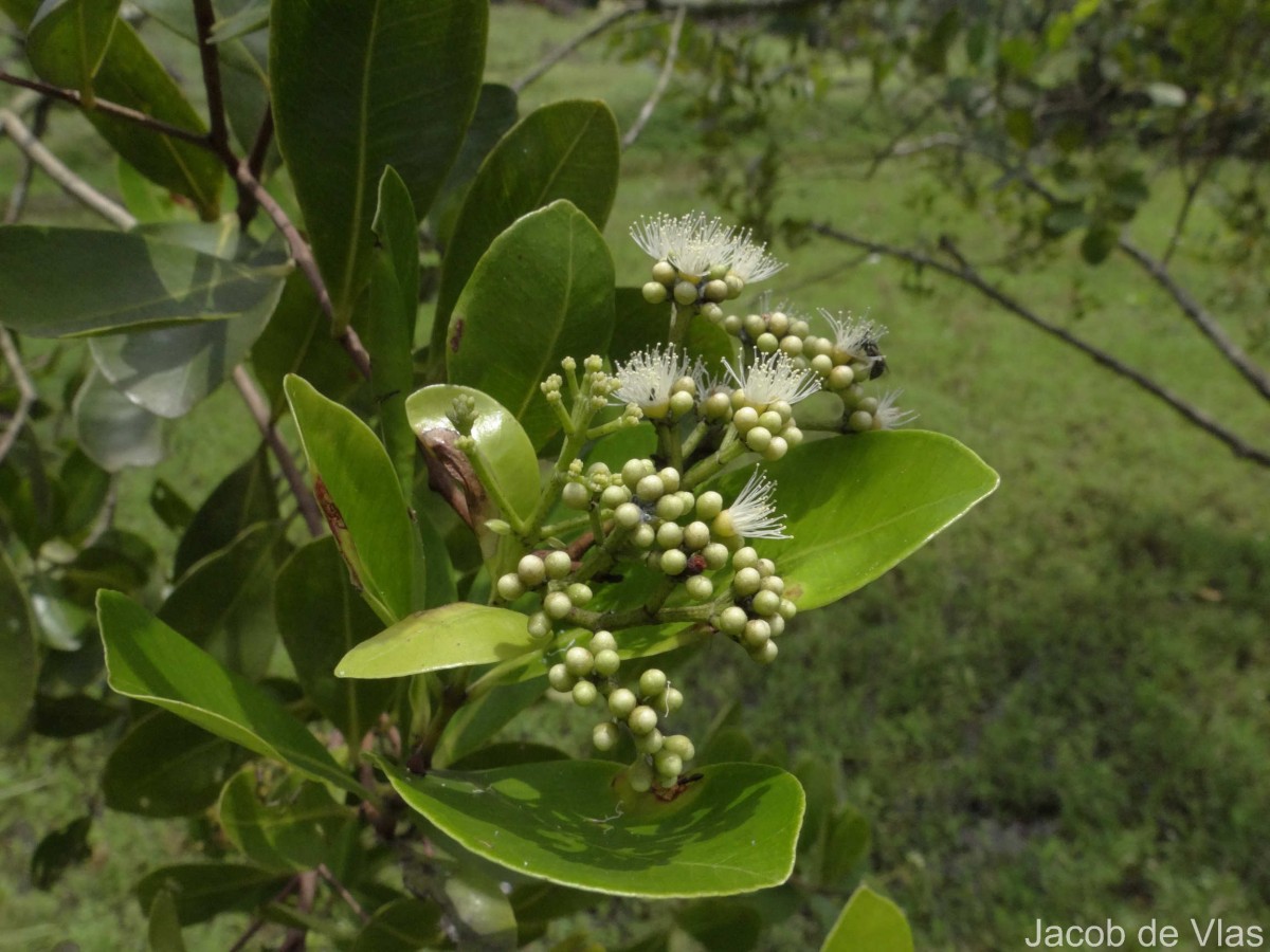 Syzygium caryophyllatum (L.) Alston